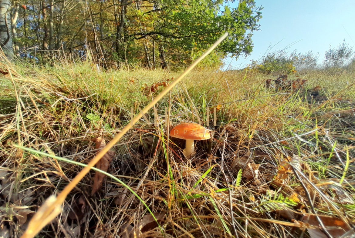 Piękna działka ze zbiornikiem wodnym | Okazja - Gallery Image 8