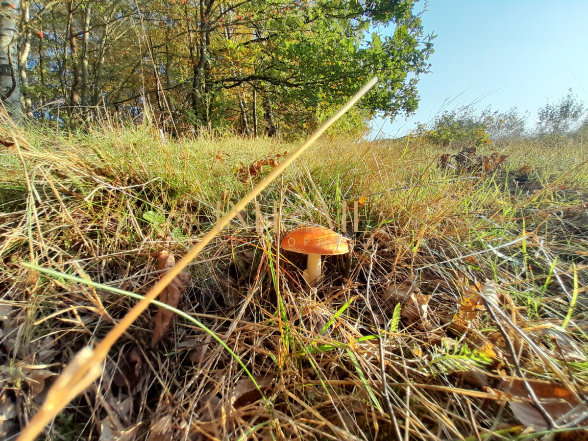 Piękna działka ze zbiornikiem wodnym | Okazja - Gallery Image 8